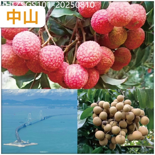 廣東旅遊線路|2025-08-10|中山（10人成團）《四季果園任摘任食荔枝/龍眼》超值1天
